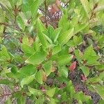 Viburnum odoratissimum Leaf