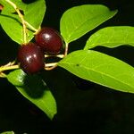 Prunus rhamnoides