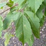 Acer cissifolium Liść