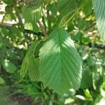 Ulmus glabra Folha