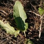 Rumex pulcher Leaf