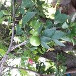 Prunus domestica 果實