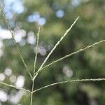 Digitaria debilis Blatt