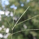 Digitaria debilis Leaf