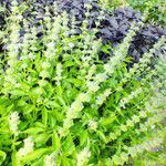 Ocimum basilicum Blad