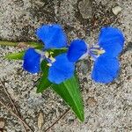 Commelina cyanea Flor