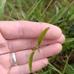 Epilobium lanceolatum Leaf