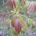 Juglans regia Blad