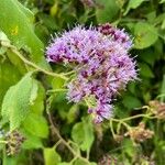 Vernonia brachycalyx Blomma