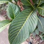 Sanchezia oblonga Leaf