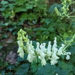 Aconitum lycoctonumফুল