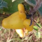 Solanum mammosum Fruit