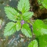 Stemodia verticillata Blatt