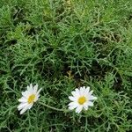 Argyranthemum haouarytheum Cvet
