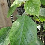 Myriocarpa cordifolia Φύλλο