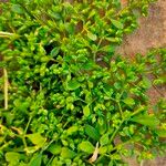 Polycarpon tetraphyllumΦύλλο