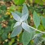 Buddleja globosa पत्ता