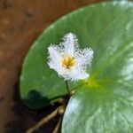 Nymphoides humboldtiana Flor