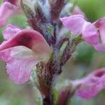Pedicularis rostratospicata 花