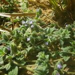 Nelsonia canescens Habit