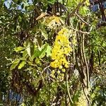 Cassia fistulaFiore