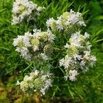 Pycnanthemum tenuifolium Blüte