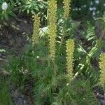 Pedicularis bracteosa 整株植物