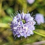 Succisella inflexa Flower