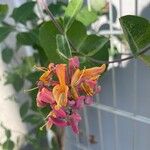 Lonicera sempervirens Flower