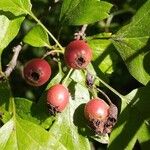 Crataegus azarolusBlatt