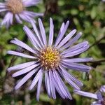 Aster amellus Blüte