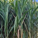 Miscanthus × longiberbis Leaf