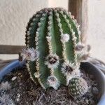 Echinopsis oxygonaKwiat