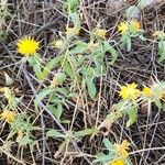 Centaurea hyalolepis Habit