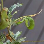 Faidherbia albida Frucht