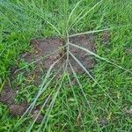 Butia paraguayensis Hoja
