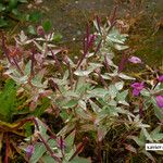 Epilobium latifoliumOstatní