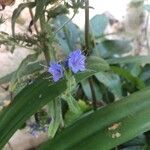 Echium rosulatum Blüte