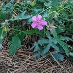 Geranium viscosissimum Kukka