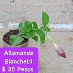 Allamanda blanchetii List