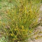 Juncus tenuis Habit