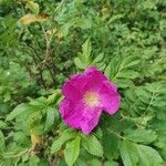 Rosa rugosa Квітка