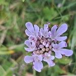 Scabiosa canescens फूल