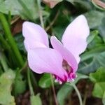 Cyclamen hederifoliumCvet