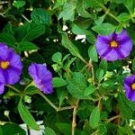 Solanum laciniatum Кветка