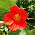 Tropaeolum majusFlower