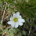 Cerastium alpinum Fiore