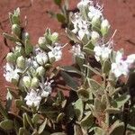 Cressa truxillensis Habitus