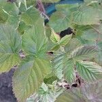 Rubus idaeusLeaf