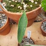Euphorbia denisiana Leaf